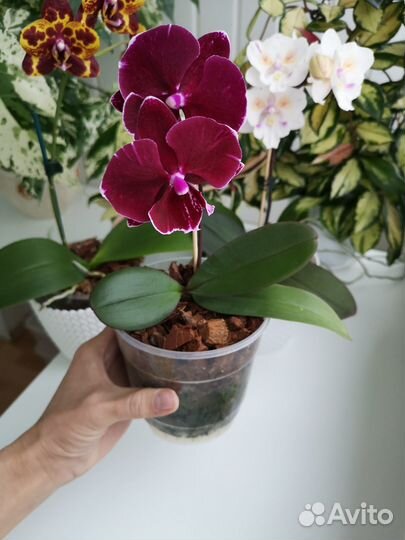 Орхидея Фаленопсис Miki Black Marble