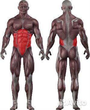 Торс машина vertex NWS 175