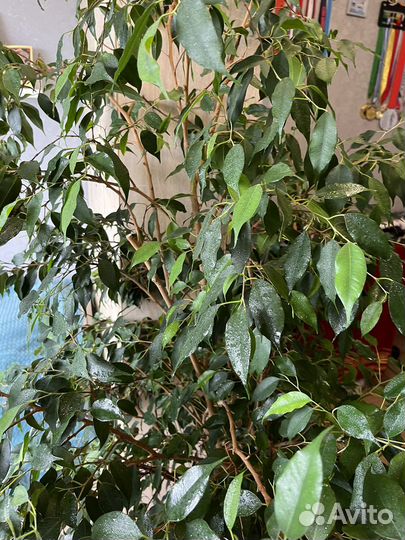 Фикус бенджамина большой
