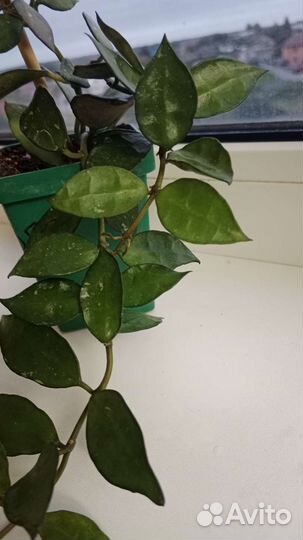 Хойя лакуноза