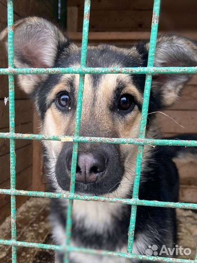 Собака из приюта бесплатно