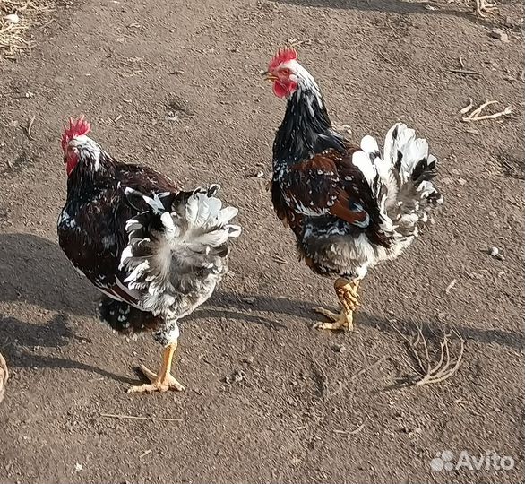 Молодые петухи