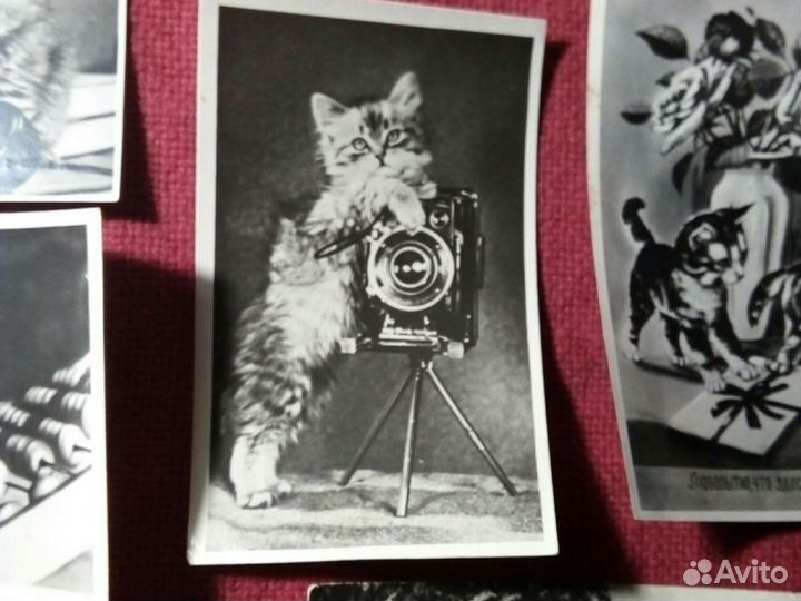 Почтовая карточка / кошки,котята /1940/50e гссср