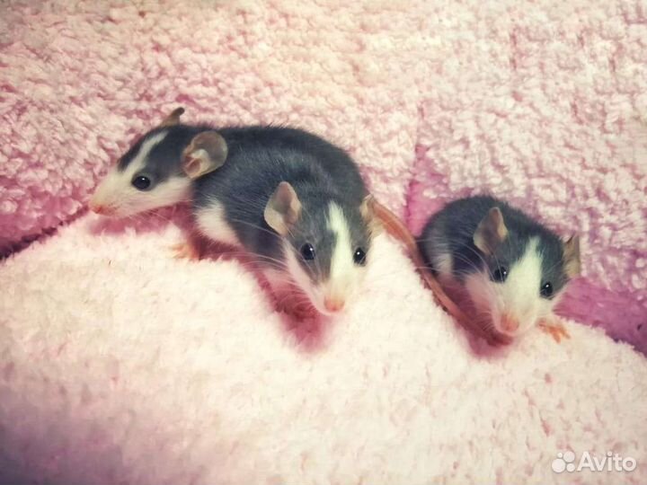 Крысята крысы дамбо