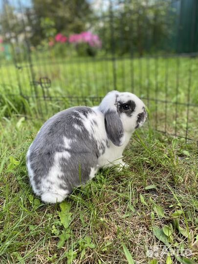 Передержка кроликов