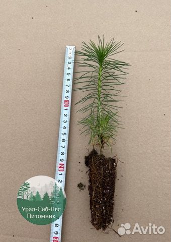 Сеянцы зкс Сосна окс Ель Лиственница Горная