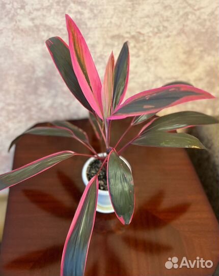 Кордилина красная