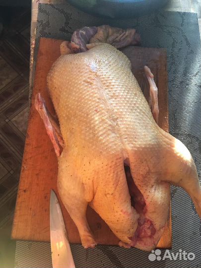 Мясо домашней птицы