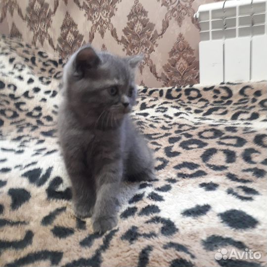 Шотландские котята