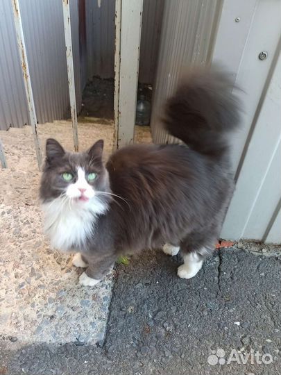 Красивая домашняя кошечка на улице