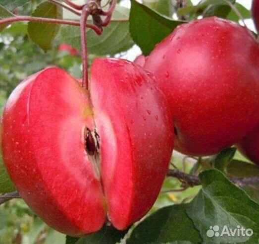 Яблоня ред кэтти