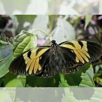 Живые тропические бабочки Papilio bachus