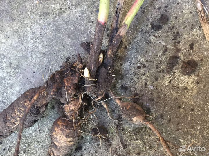 Пионы саженцы