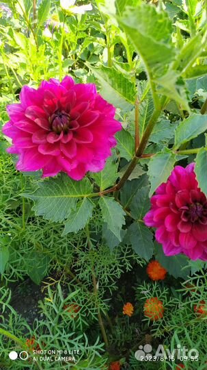 Георгины клубни