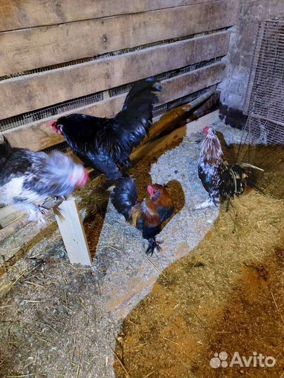 Петушки Бентамки