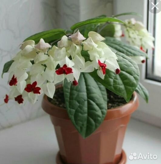 Комнатные растения