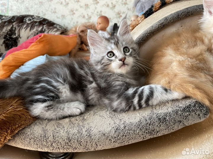 Котята мейнкуна