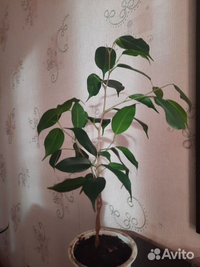 Фикус бенджамина