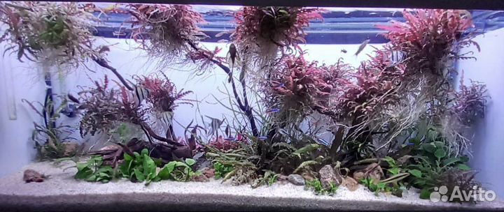 Обслуживание аквариумов