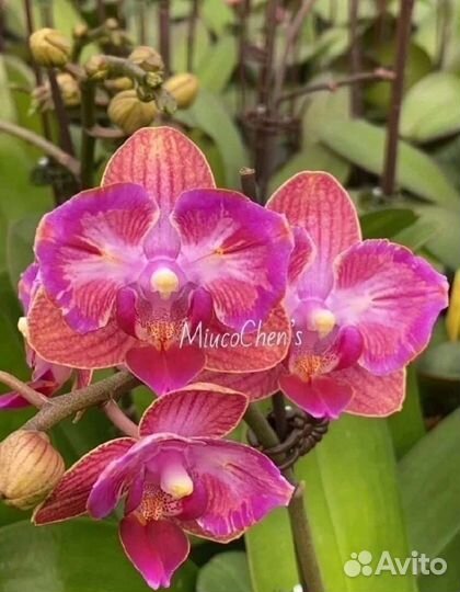 Орхидея фаленопсис бабочка