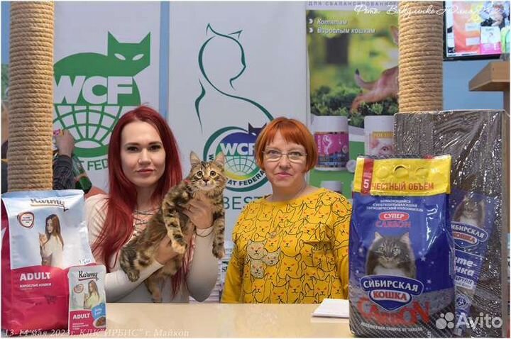 Курильский бобтейл