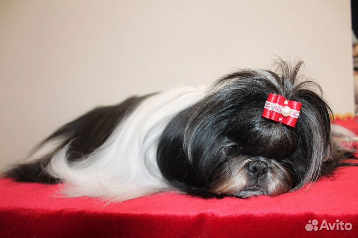 Шикарный парень открыт для вязок. Щенки на продажу