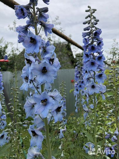 Многолетники