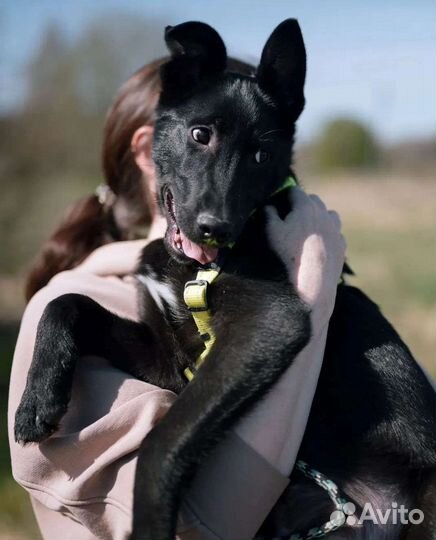 Щенок в добрые руки