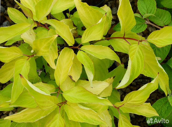 Дерен белый Ауреа