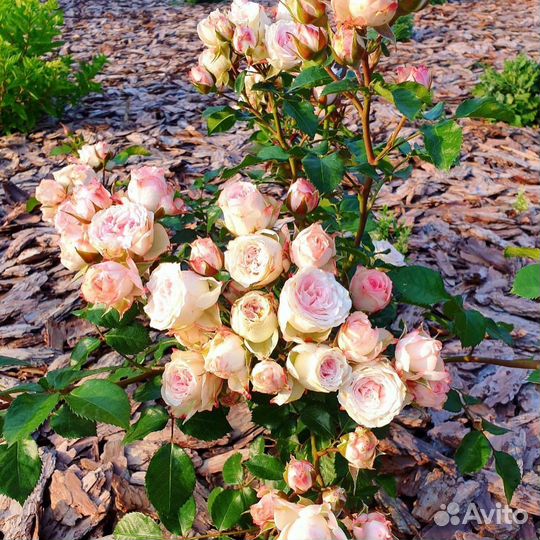 Кора сосны мульча