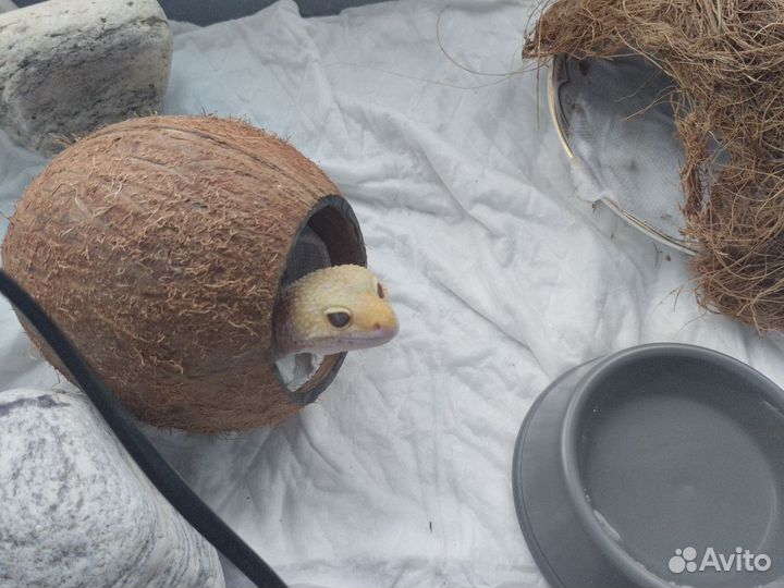 Пятнистый эублефар