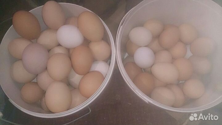 Яйцо домашнее куринное