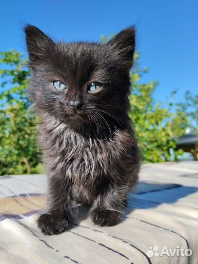 Котенок в добрые руки