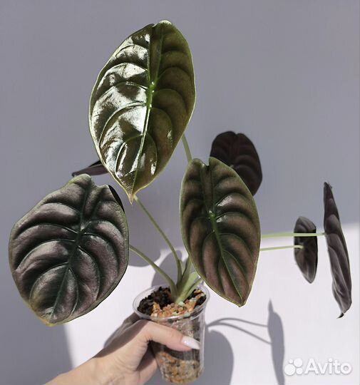 Алоказия Ред секрет