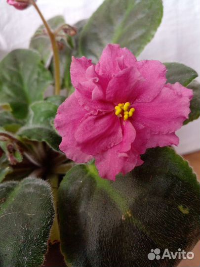 Сортовые фиалки цветущие