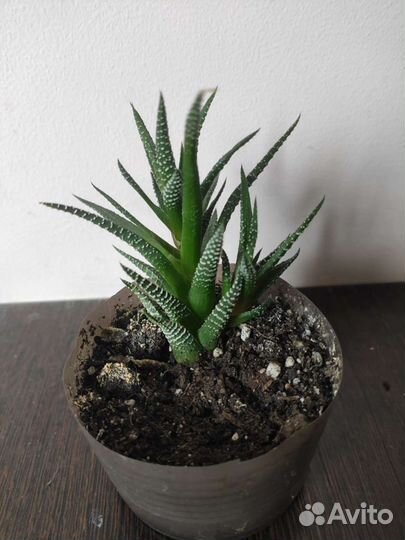 Цветы для дома