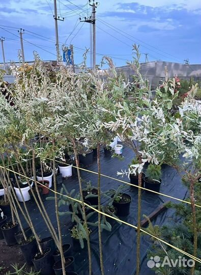 Ива Хакура Нишики