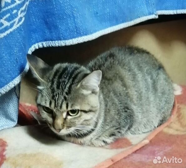 Кошка в дар