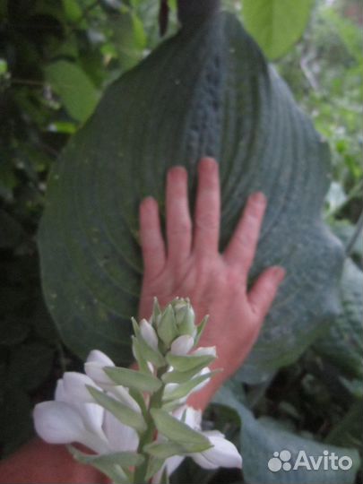 Хосты большие и маленькие