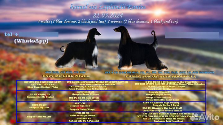 Афганская борзая щенки