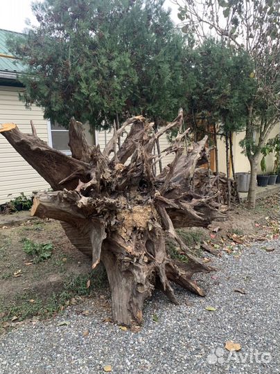 Пень дуб огромный