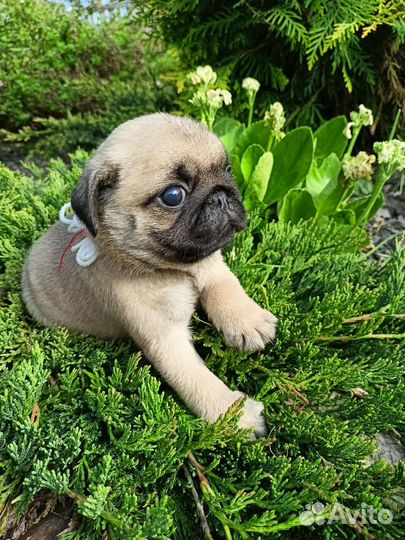 Красивые щеночки мопсики