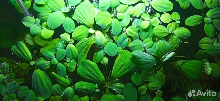 Пистия (Pistia) Лимнобиум губчатый (Limnobium sp