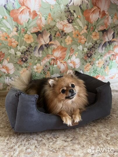 Леженка для собак и кошек