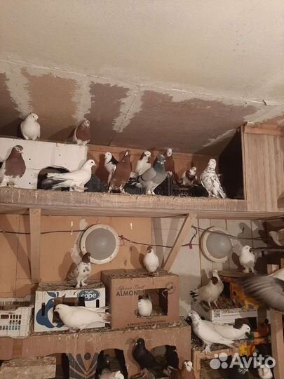 Домашние голуби