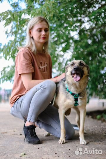 Жить в приюте опасно. Ищем семью для собачки