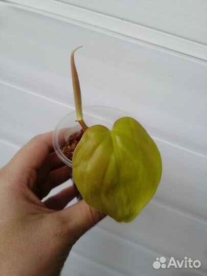 Филодендрон неон