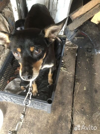 Щенки в добрые руки, мама той терьер