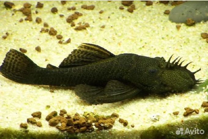 Анциструс мальки