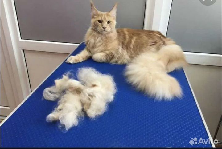 Груминг-салон 